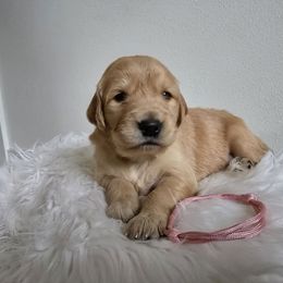 Cheyenne (Pink) - Golden female Golden Retriever puppy in Puyallup, Washington from Daffodil Valley Goldens