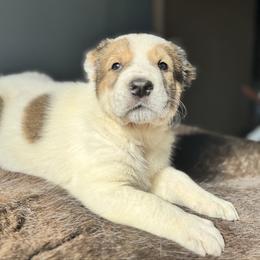 No Collar Boy - Brindle male Central Asian Shepherd Dog puppy in Markleysburg, Pennsylvania from Wolf Mountain Farm