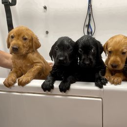 Labrador Retriever Puppies from Bluegrass Labradors