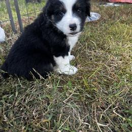 Australian Shepherd Puppies from Hamilton Farms