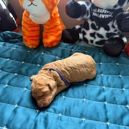 Almost Christmas - Sable female Goldendoodle puppy in Houston, Texas from Were The Mack'Doodles Mack’Poodles