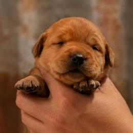Pink Collar - Yellow female Labrador Retriever puppy in Madison, Wisconsin from Meritrust Labradors