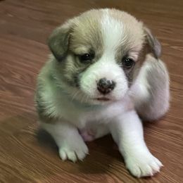 Pembroke Welsh Corgis from Central KY Corgis