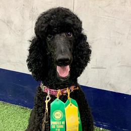 Mabel - Poodle
