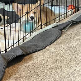 Pembroke Welsh Corgi Puppies from Carousel Corgis