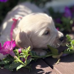 Cotton - Cream female Dachshund puppy in Paris, Texas from Michel Creek Kennel