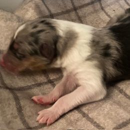 Gunther - Collie puppy from Three Collie Farm