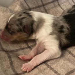 Gunther - Collie puppy from Three Collie Farm