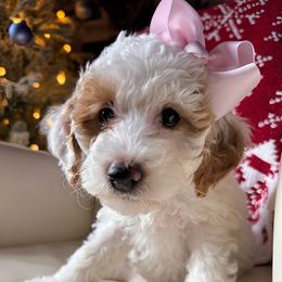 Early - Parti female Goldendoodle puppy in Pine Grove, California from Lundee Doodles