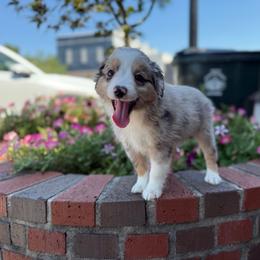 Tybee - Blue merle male Miniature Australian Shepherd puppy in Clarkesville, Georgia from North Georgia Gems