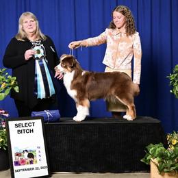Australian Shepherd puppies from Trinity Aussies