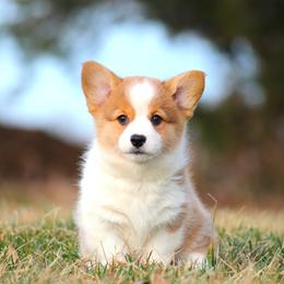 Pembroke Welsh Corgi Puppies from Bellwether Acres