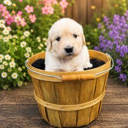 Boy 1 Thumper - Light golden male Golden Retriever puppy in Angier, North Carolina from Howard's Retrievers