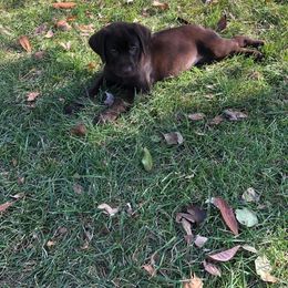 Dilute Retriever and Labrador Retriever Puppies from CKB Labradors