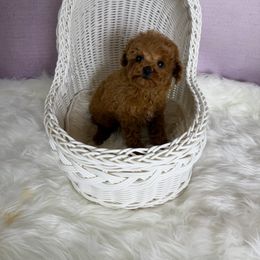 Elaine (tiny AKC) - Red  female Poodle puppy in Moreno Valley, California from Yanni's Poodle