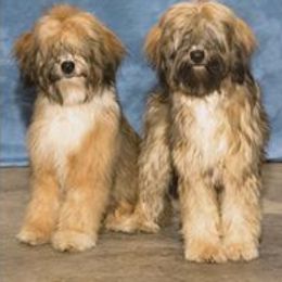 Tibetan Terrier All Grown Up from Dioghe Tibetan Terriers