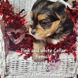 Yorkshire Terrier Puppies from Hip Hoppin Yorkies