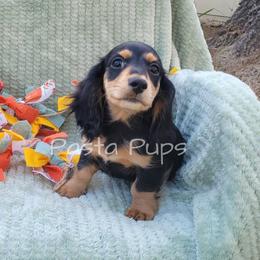 AKC Barq's - Black and tan male Dachshund puppy in Texarkana, Arkansas from Pasta Pups Miniature Dachshunds