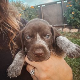 Hot Pink Female - Liver and white female German Shorthaired Pointer puppy in Osakis, Minnesota from The W5 Ranch