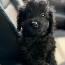 Ollie - Black male Goldendoodle puppy in Centralia, Missouri from Oodles Of Doodles Mo.