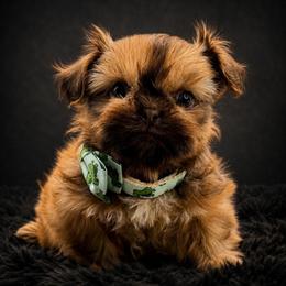 Atlas - Liver male Shih Tzu puppy in Richmond, Texas from Aleka Shih Tzu