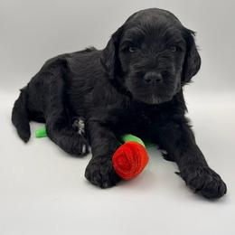 Beast - Black male Goldendoodle puppy in Ponchatoula, Louisiana from Real Life Furrytales