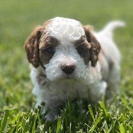 Boy 3 🟤 - Blenheim Cavapoo puppy in Bowling Green, Kentucky from Elway’s Cavapoo’s