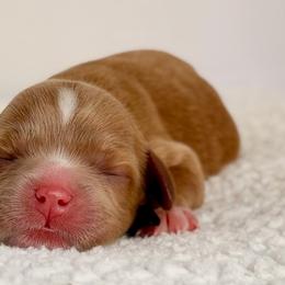 Boy 1 - Red male Cavapoo puppy in Pentwater, Michigan from Dumaw Creeks Pups