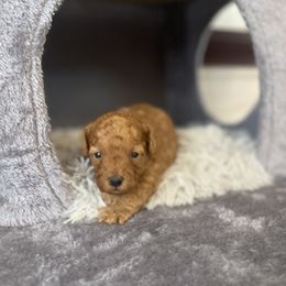 Miniature Schnauzer, Poodle, and Yorkshire Terrier Puppies from Copper Rose Farm