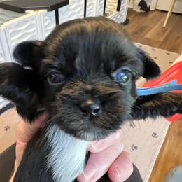 Blue Collar - Sammy - Black and white male Shorkie puppy in Mays Landing, New Jersey from Fancy Paws Shorkies & Shih Tzus