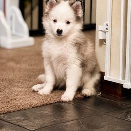 Pomsky Puppies from Blue Heaven Pomsky