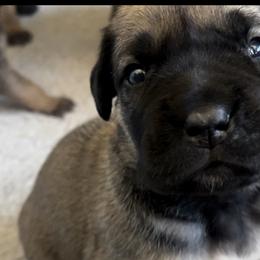 Boerboel and Staffordshire Bull Terrier Puppies from Redwood Coast Staffords & Austin Creek Boerboels