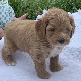 Rex - Red male Australian Labradoodle puppy in Spring City, Tennessee from Beck ‘N Ridge Australian Labradoodles
