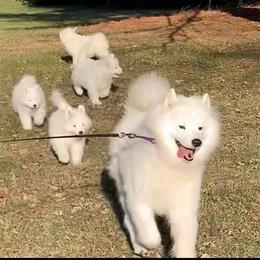 Samoyed Puppies from Velvet Sky Samoyeds (Puppies Due 3/26/22) Accepting applications now