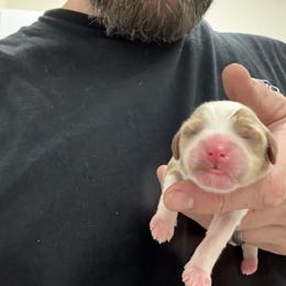Boy 3 - Red male Cavapoo puppy in Kalamazoo, Michigan from Sleeping Bear Kennels