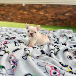 Shirley - Cream female French Bulldog puppy in Shields, Michigan from Mid-Michigan Frenchies