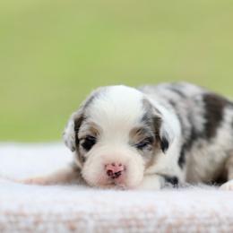 Twist - Blue merle female Miniature Australian Shepherd puppy in Prague, Oklahoma from Clay Creek Aussies