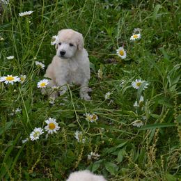 Poodle Puppies from D and D Standard Poodles