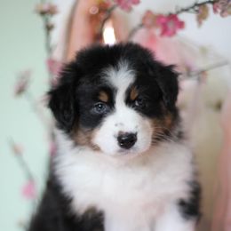 Australian Shepherd Puppies from Cloverdale Australian Shepherds