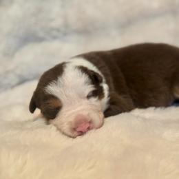 Boy 1 - White and red male Border Collie puppy in Morriston, Florida from Garcia Family Farms