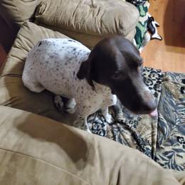 Athena - German Shorthaired Pointer