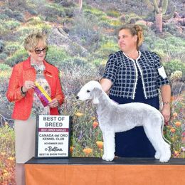 Willow - Bedlington Terrier