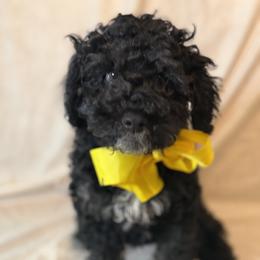 Cockapoo and Goldendoodle Puppies from Jax Doodles