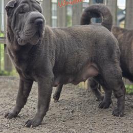 Bird - Chinese Shar-Pei