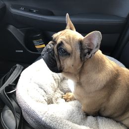 French Bulldog Puppies from Golden Oak Gypsy