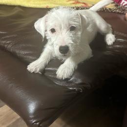 Female 5 - White female Jack Russell Terrier puppy in Bedias, Texas from JBar Jacks