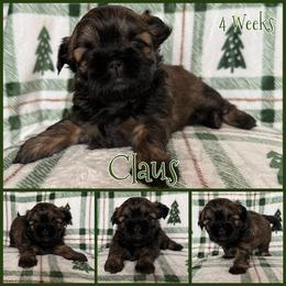 Claus - Sable male Shih Tzu puppy in Yelm, Washington from Lala's All Star Shih Tzu