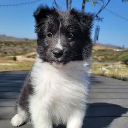 Shetland Sheepdog Puppies from Shantel Shelties