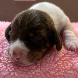 Libby - Piebald female Dachshund puppy in Haughton, Louisiana from Double Shot Dachshunds
