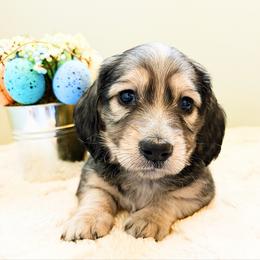 Dash 3500 - Cream male Dachshund puppy in Sylvania, Alabama from Yancey’s Doxies